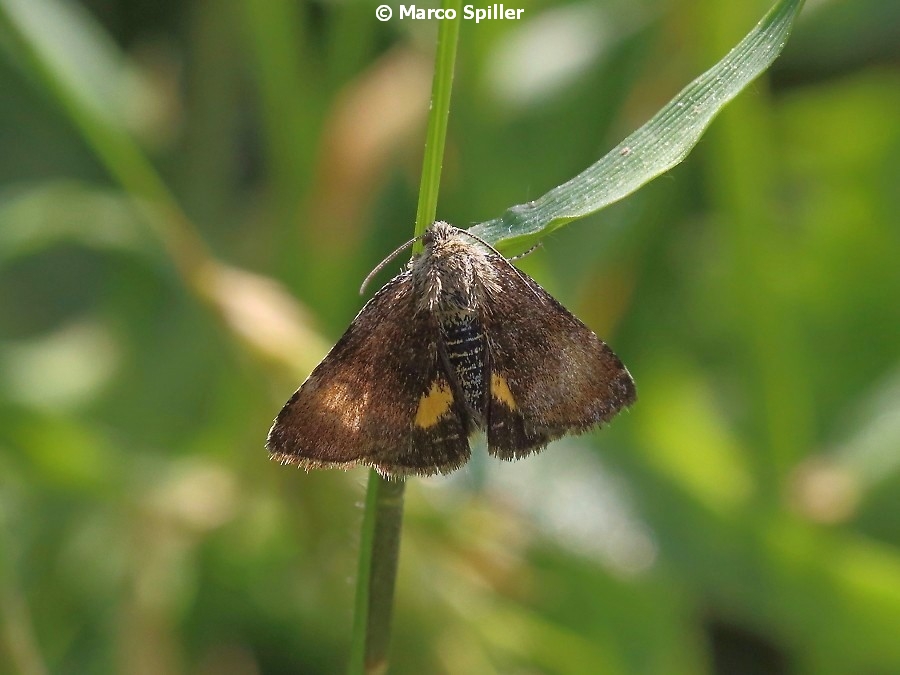 Ancora Panemeria tenebrata